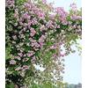 Baldur Garten Kletterrose
