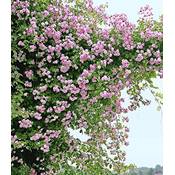 Baldur Garten Kletterrose