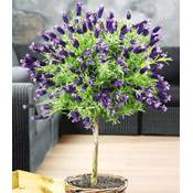 Baldur Garten Lavendelstämmchen