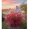 Baldur Garten Miscanthus Lady in Red