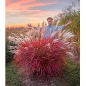 Baldur Garten Miscanthus Lady in Red