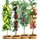 Baldur Garten Obstbaum-Kollektion