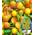Baldur Garten Aprikosenbaum Compacta Super Compact