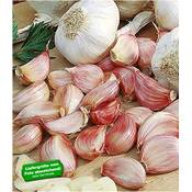 Baldur Garten H-9997 Vergleich