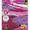 Baldur Garten Phlox-Mix Flowers of The Sea