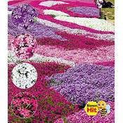 Baldur Garten Phlox-Mix Flowers of The Sea