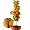 Baldur Garten Prunus armeniaca