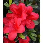 Baldur Garten Rhododendron Bloom Champion Vergleich
