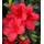Baldur Garten Rhododendron Bloom Champion