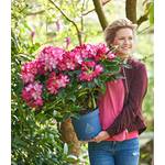 Rhododendron