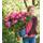 Baldur Garten Rhododendron XXL