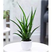 BALDUR Garten Bogenhanf Sansevieria kirkii Vergleich