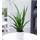 BALDUR Garten Bogenhanf Sansevieria kirkii