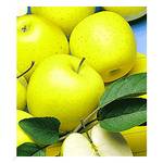 Baldur Garten Säulen-Apfel Golden Delicious