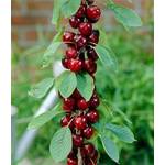 Baldur Garten Säulen-Kirsche Stella