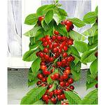 Baldur Garten Säulen-Süßkirsche Helena