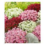 Baldur Garten Saxifraga-Mix