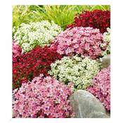 Baldur Garten Saxifraga-Mix Vergleich