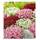 Baldur Garten Saxifraga-Mix