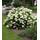 Baldur Garten Schneeball-Hortensie Annabelle