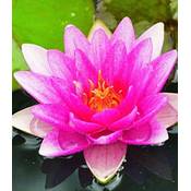 Baldur Garten Seerose (Nymphaea) "Pink" Vergleich