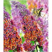 Baldur Garten Sommerflieder