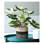 Baldur Garten Syngonium Albo variegata Vergleich