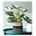 Baldur Garten Syngonium Albo variegata