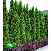 Baldur Garten Thuja Smaragd Vergleich