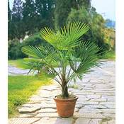 Baldur Garten Trachycarpus fortunei