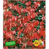 Baldur Garten Wilder Wein 'Quinquefolia' H-2161