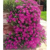 Baldur Garten Delosperma Cooperi Vergleich