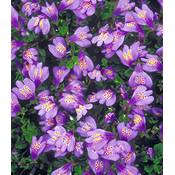 Baldur Garten Mazus Reptans