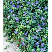 Baldur Garten  Vinca Minor