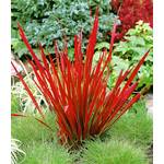 Baldur Garten Ziergras Red Baron