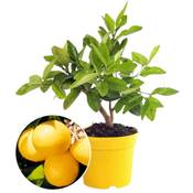 Baldur Garten Zitronen-Bäumchen Vergleich