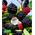 Baldur Garten Zuckerbrombeere Asterina