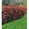 Baldur Garten Photinia-Hecke Red Robin