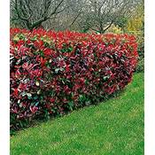 Baldur Garten Photinia-Hecke Red Robin