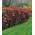 Baldur Garten Photinia-Hecke Red Robin