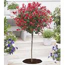 Baldur Garten H-2652