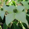 PlantaPro Chinesischer Blumen-Hartriegel