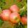 Baumschule Apfelbaum Topas
