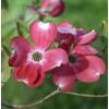 Baumschule Blumen Hartriegel Cherokee Princess