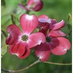 Blumen-Hartriegel