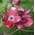Baumschule Blumen Hartriegel Cherokee Princess