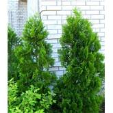 Thuja Test & Vergleich  Top 11 im Juni 2026