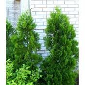 Baumschule Bultjer Thuja Lebensbaum Brabant Vergleich