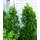 Baumschule Bultjer Thuja Lebensbaum Brabant