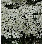Baumschule Chinesischer Blumen Hartriegel Wietings Select